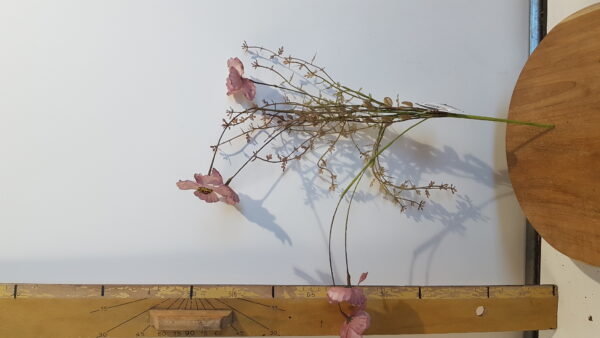 dried-look klaproos roze – l53xd10cm