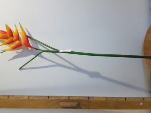 heliconia l85cm oranje