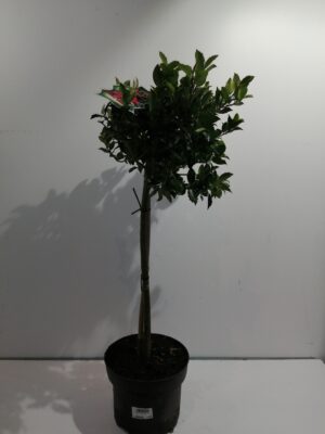 ILEX MES BLUE MAID