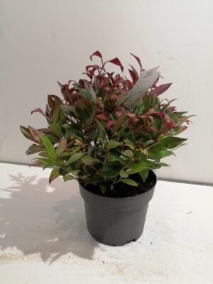 leucothoe ‘zeblid’