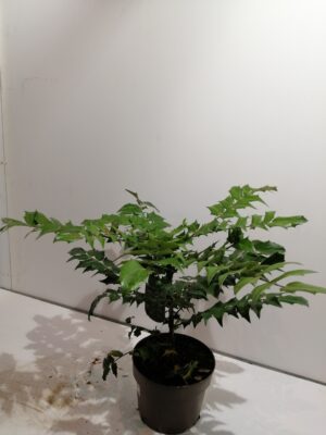 mahonia media ‘charity’