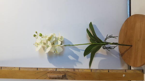 orchidee