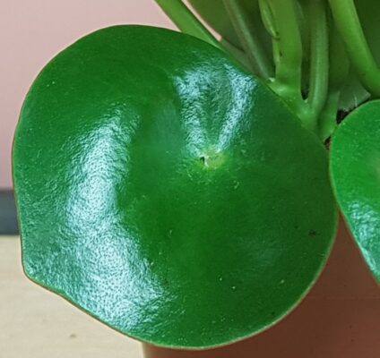 peperomia polybot raindrop