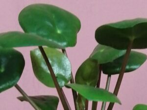 Pilea Peperomioides