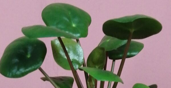 Pilea Peperomioides