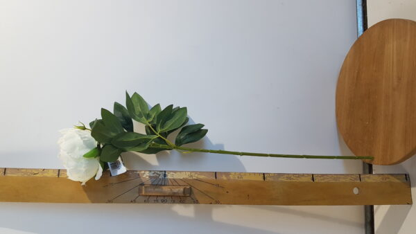 pioen l60cm wit