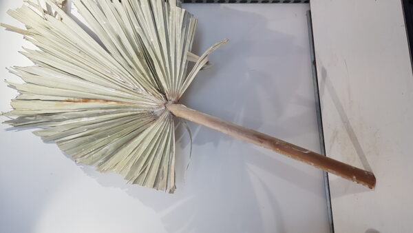 stem palm king spear xlwit