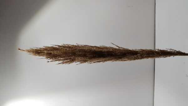 stem wild cortaderia sleeved l145.0
