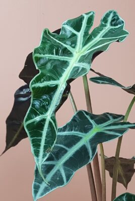 alocasia polly