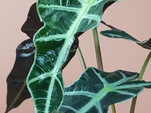 alocasia polly