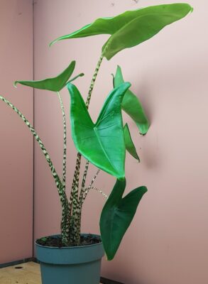 alocasia zebrina