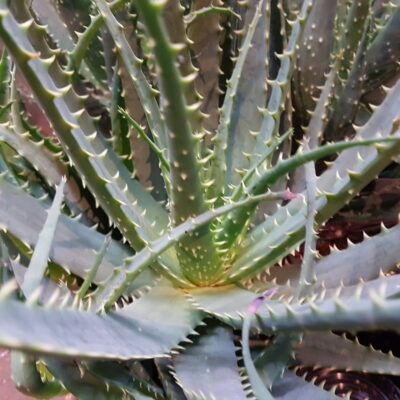 Aloe Arborescens