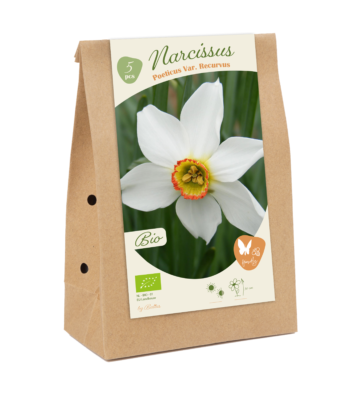 bio – narcis poeticus v rec. 5st