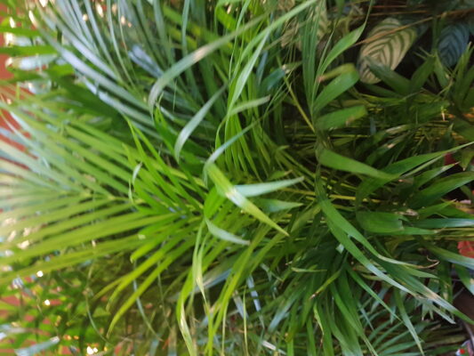 Dypsis lutescens