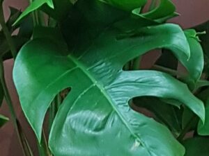 Monstera pertusum