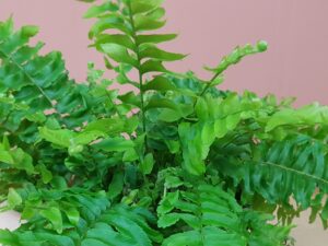 nephrolepis exaltata green moment