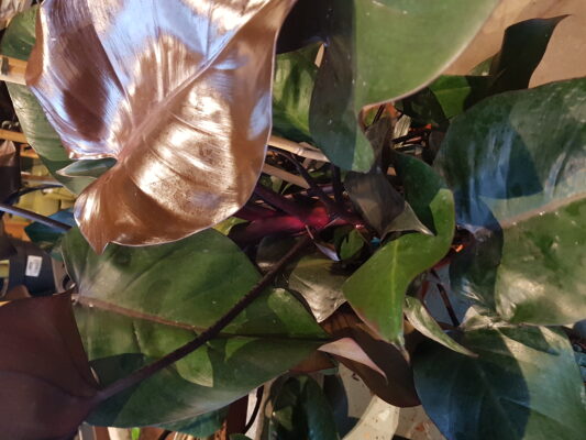 philodendron