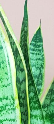 Sanseveria futura superb