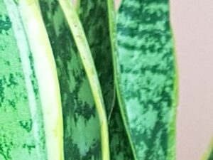 Sanseveria futura superb