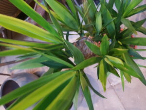 yucca