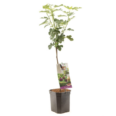 ficus carica p22
