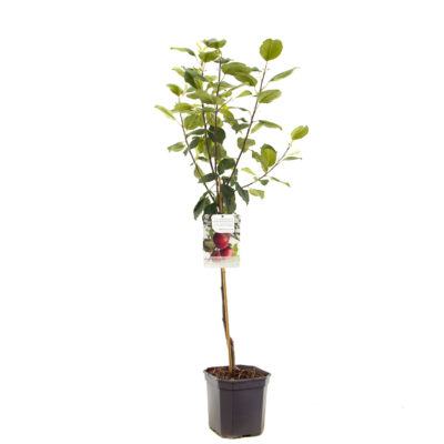 malus dom. gloster laagstam