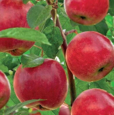 malus dom. santana laagstam