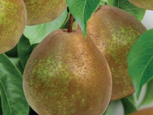 pyrus comm. beurré hardy patio