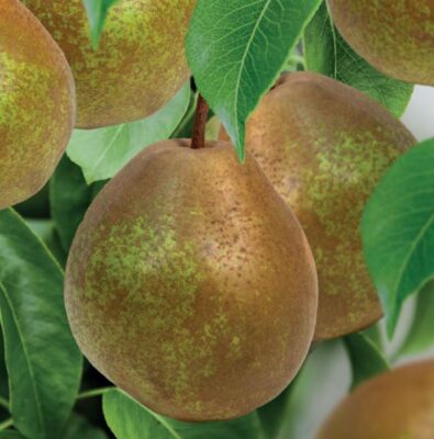 pyrus comm. beurre hardy patio vp5