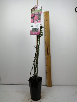 Rosa ‘Eva’®