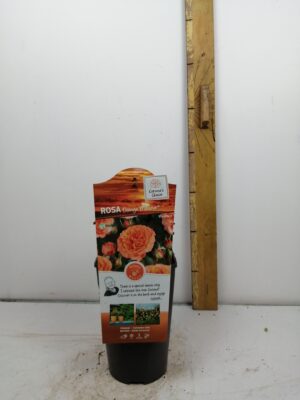 rosa ‘orange meilove’®