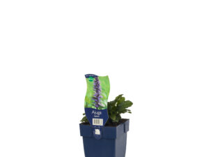 ajuga reptans