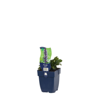 ajuga reptans