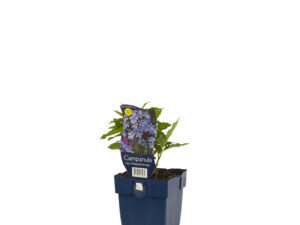 campanula lact. 'prichard's variety'