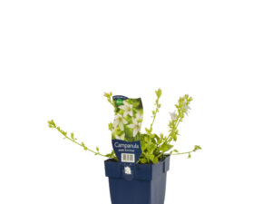 campanula posch. 'e.h. frost'