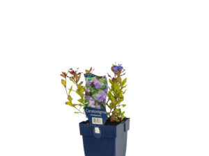 ceratostigma plumbaginoides