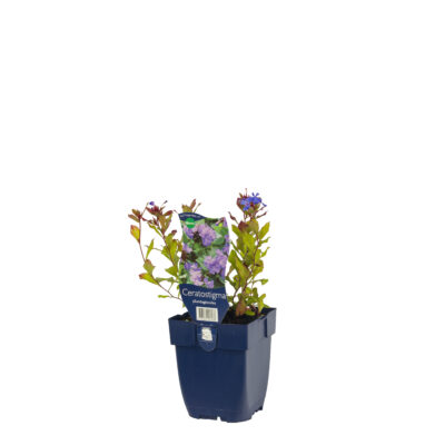 ceratostigma plumbaginoides
