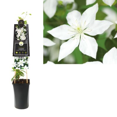clematis so many® white flowers pbr