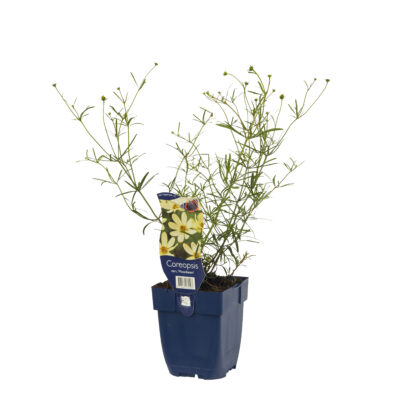 coreopsis vert. ‘moonbeam’
