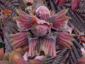 corylus avellana roter zeller