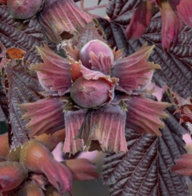 corylus avellana rote zeller struik vp5