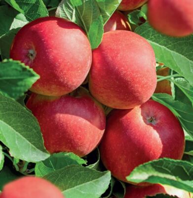 dwerg appelstruik vp5
