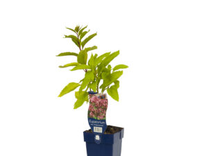 eupatorium mac. 'atropurpureum'