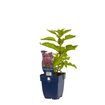 eupatorium purpureum