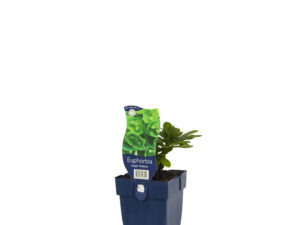 euphorbia amygd. 'robbiae'