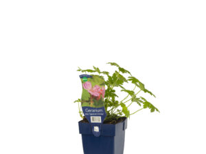 geranium macr. 'ingwersen's variety'