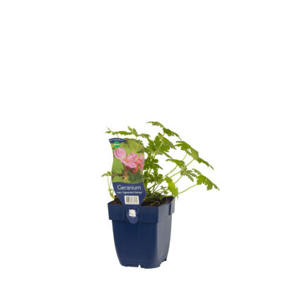 geranium macr. ‘ingwersen’s variety’