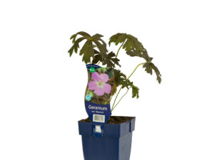 geranium macul. 'espresso'