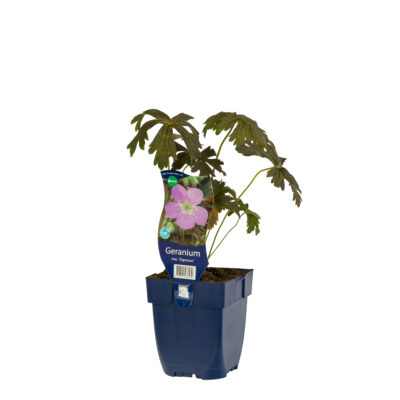 geranium macul. ‘espresso’
