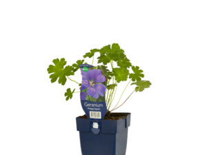 geranium 'philippe vapelle'